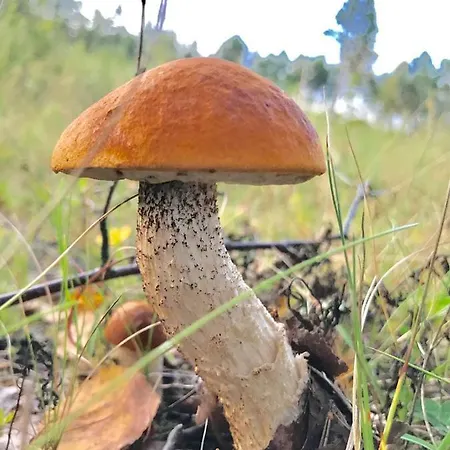 Sepa Puhkekeskus * Kolga (Hiiumaa)